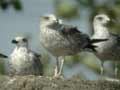 Goéland leucophée Larus michahellis