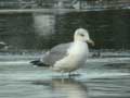 Goéland leucophée Larus michahellis