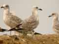 Goéland leucophée Larus michahellis