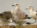 Goéland leucophée Larus michahellis