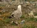 Goéland leucophée Larus michahellis