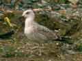 Goéland leucophée Larus michahellis