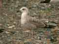 Goéland leucophée Larus michahellis