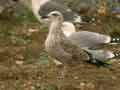 Goéland leucophée Larus michahellis