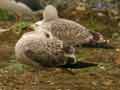 Goéland leucophée Larus michahellis