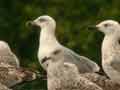 Goéland leucophée Larus michahellis