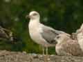 Goéland leucophée Larus michahellis