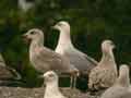 Goéland leucophée Larus michahellis