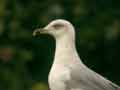 Goéland leucophée Larus michahellis