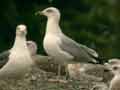 Goéland leucophée Larus michahellis