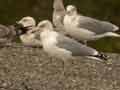 Goéland leucophée Larus michahellis