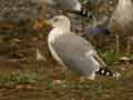 Goéland leucophée Larus michahellis