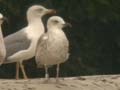 Goéland leucophée Larus michahellis