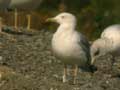 Goéland leucophée Larus michahellis