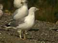 Goéland leucophée Larus michahellis