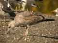 Goéland leucophée Larus michahellis