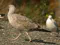 Goéland leucophée Larus michahellis