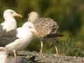 Goéland leucophée Larus michahellis