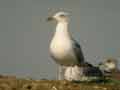 Goéland leucophée Larus michahellis