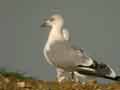 Goéland leucophée Larus michahellis