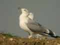 Goéland leucophée Larus michahellis