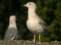 Goéland leucophée Larus michahellis