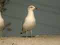 Goéland leucophée Larus michahellis