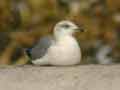 Goéland leucophée Larus michahellis