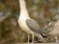 Goéland leucophée Larus michahellis