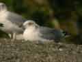 Goéland leucophée Larus michahellis