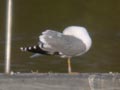 Goéland leucophée Larus michahellis