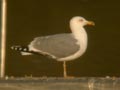 Goéland leucophée Larus michahellis