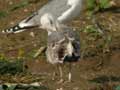 Goéland leucophée Larus michahellis