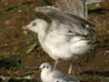 Goéland leucophée Larus michahellis