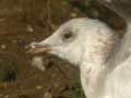 Goéland leucophée Larus michahellis