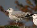 Goéland leucophée Larus michahellis