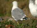 Goéland leucophée Larus michahellis