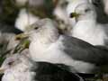 Goéland leucophée Larus michahellis