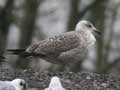 Goéland leucophée Larus michahellis