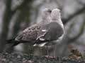 Goéland leucophée Larus michahellis