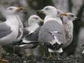 Goéland leucophée Larus michahellis