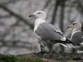 Goéland leucophée Larus michahellis