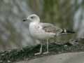 Goéland leucophée Larus michahellis