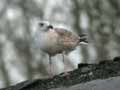 Goéland leucophée Larus michahellis