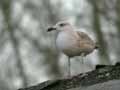 Goéland leucophée Larus michahellis