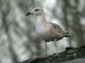 Goéland leucophée Larus michahellis