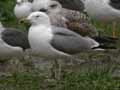 Goéland leucophée Larus michahellis