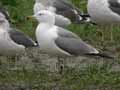 Goéland leucophée Larus michahellis