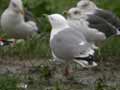 Goéland leucophée Larus michahellis