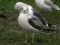 Goéland leucophée Larus michahellis